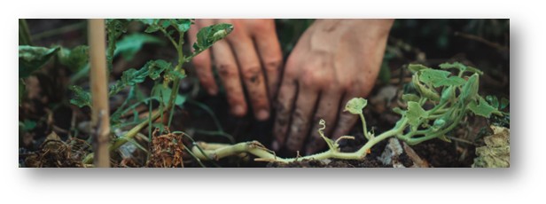 Tovergaard allemaal de tuin in